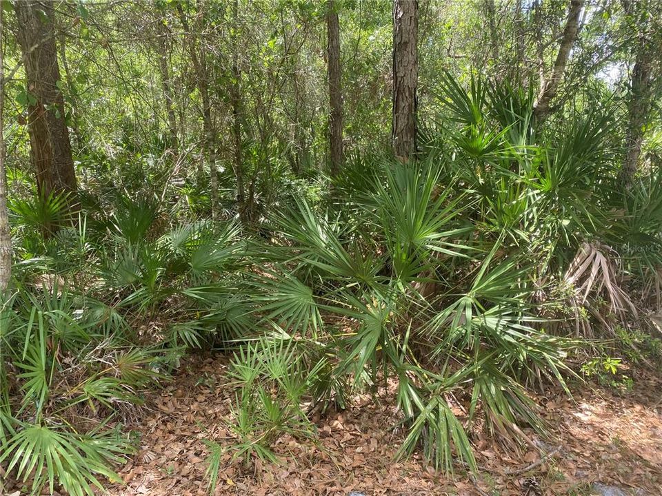 En Venta: $237,000 (9.33 acres)