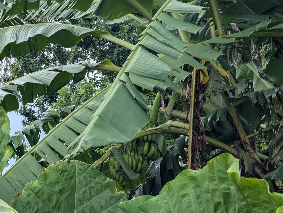 For Sale: $365,000 (22.06 acres)