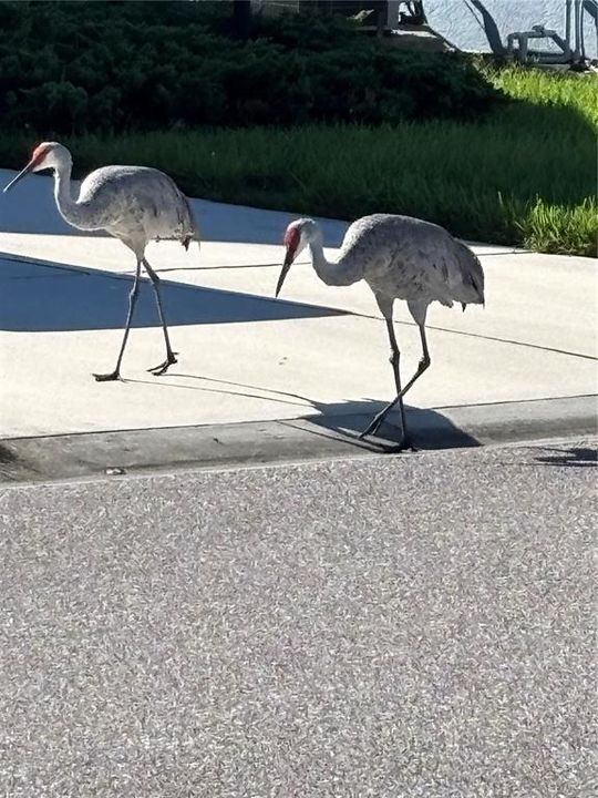 Под контрактом: $399,900 (3 спален, 2 ванн, 1495 Квадратных фут)