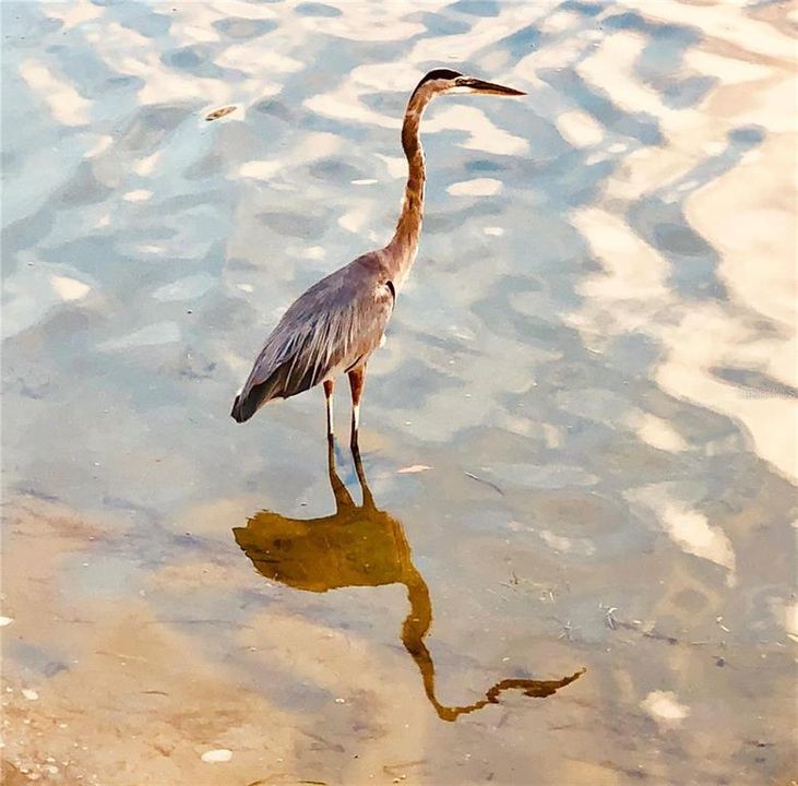 Active With Contract: $510,000 (2 beds, 2 baths, 1145 Square Feet)