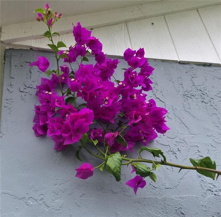 合同活跃: $315,000 (3 贝兹, 2 浴室, 1583 平方英尺)