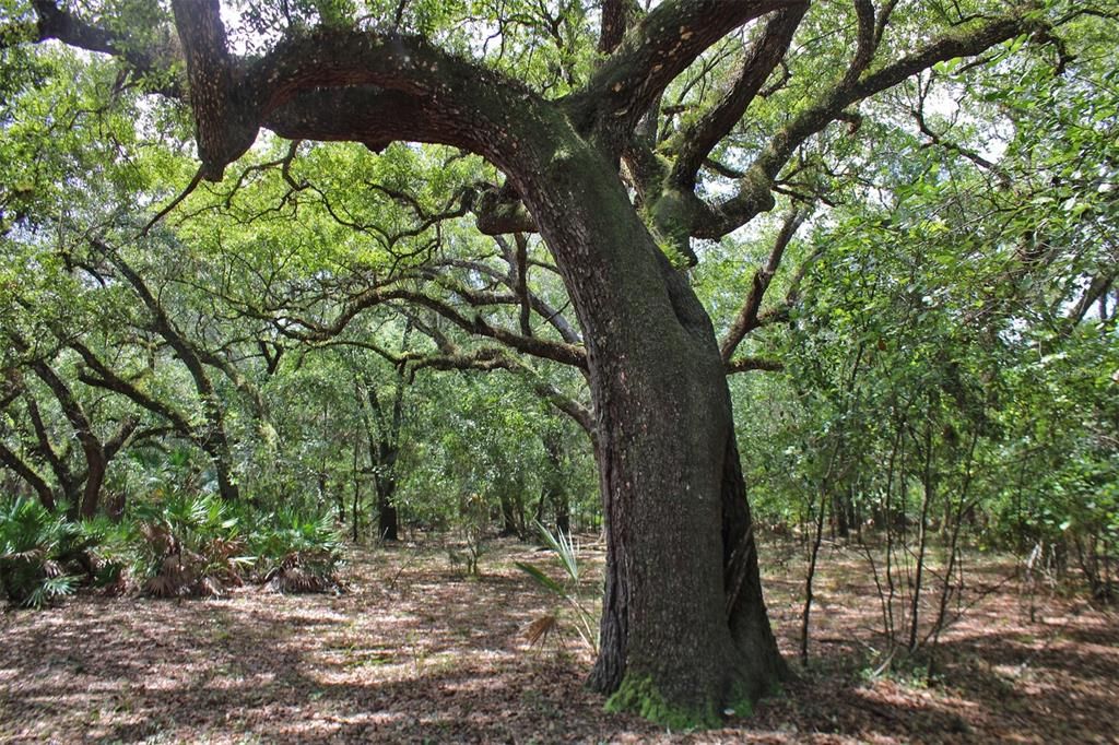 For Sale: $250,000 (8.11 acres)