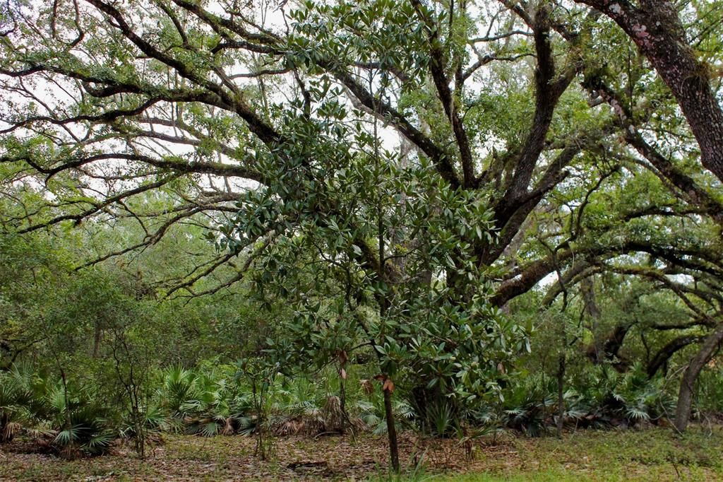 For Sale: $250,000 (8.11 acres)