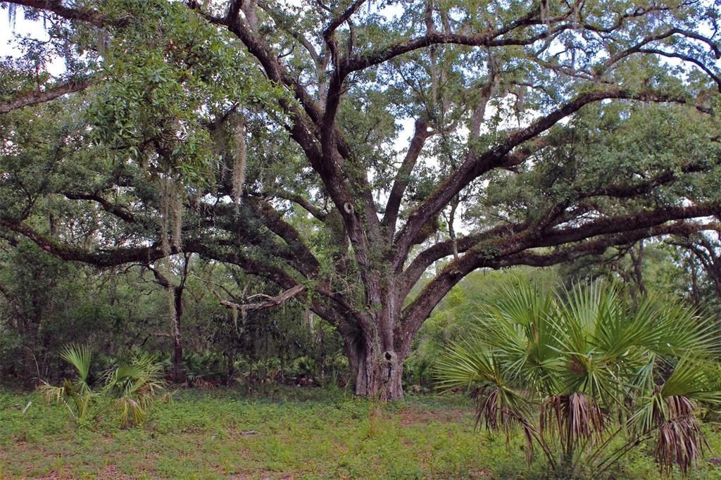 For Sale: $250,000 (8.11 acres)