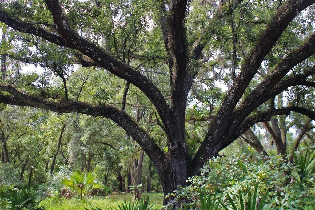 For Sale: $250,000 (8.11 acres)