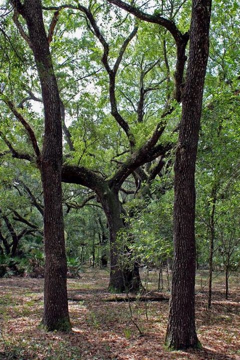 For Sale: $250,000 (8.11 acres)