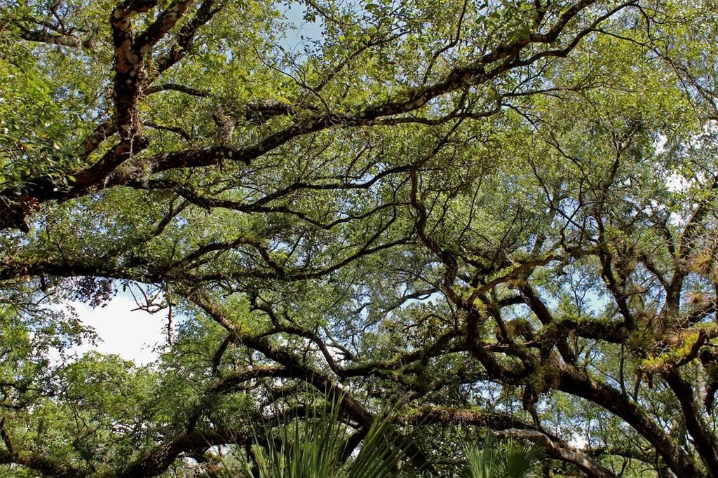 For Sale: $250,000 (8.11 acres)