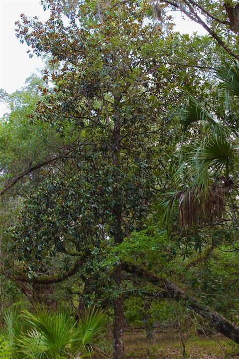 For Sale: $250,000 (8.11 acres)