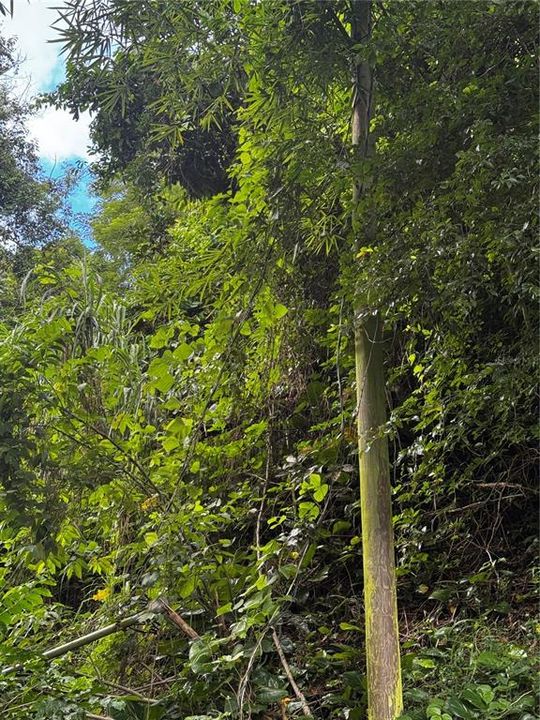 На продажу: $239,700 (9.00 acres)