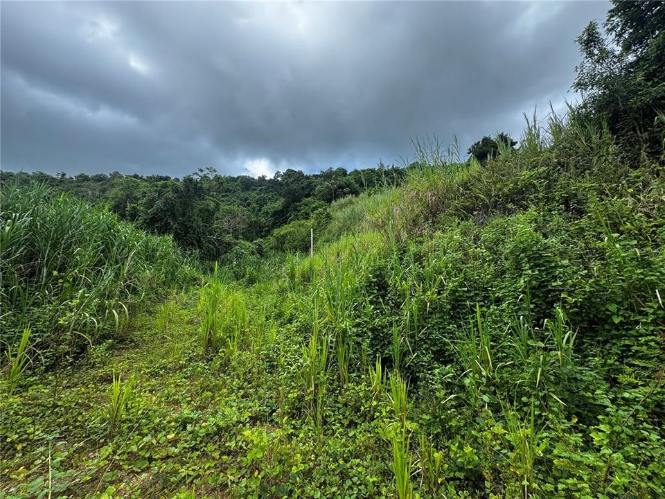 For Sale: $79,900 (3.00 acres)