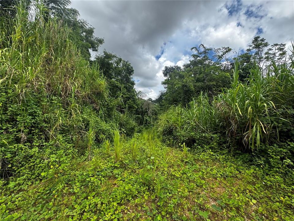 For Sale: $79,900 (3.00 acres)