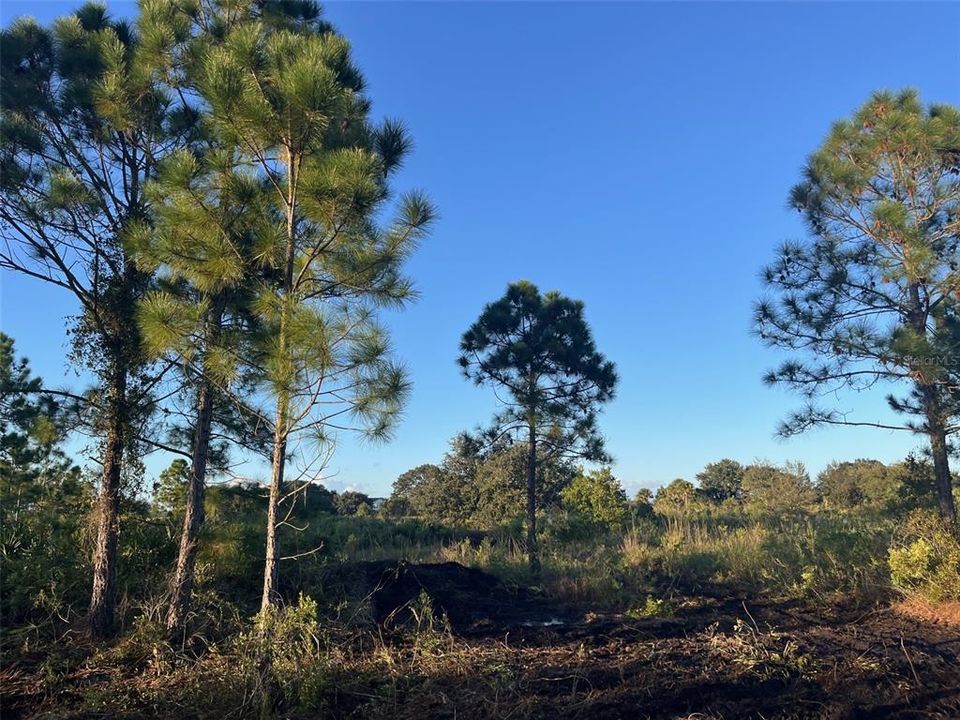 Activo con contrato: $27,500 (1.25 acres)