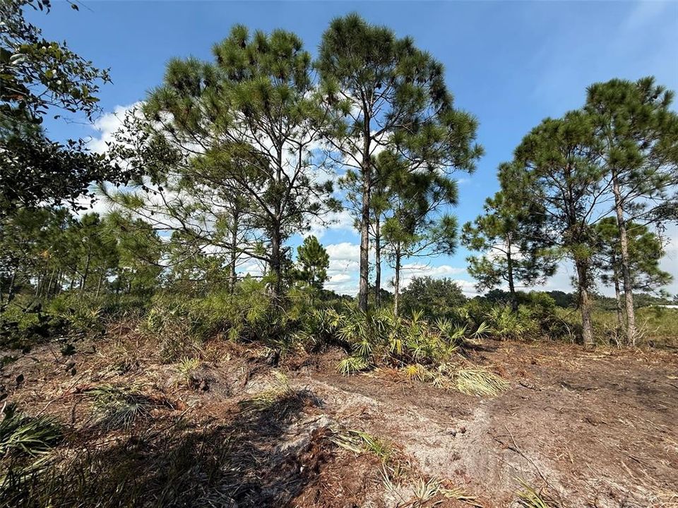 Activo con contrato: $27,500 (1.25 acres)