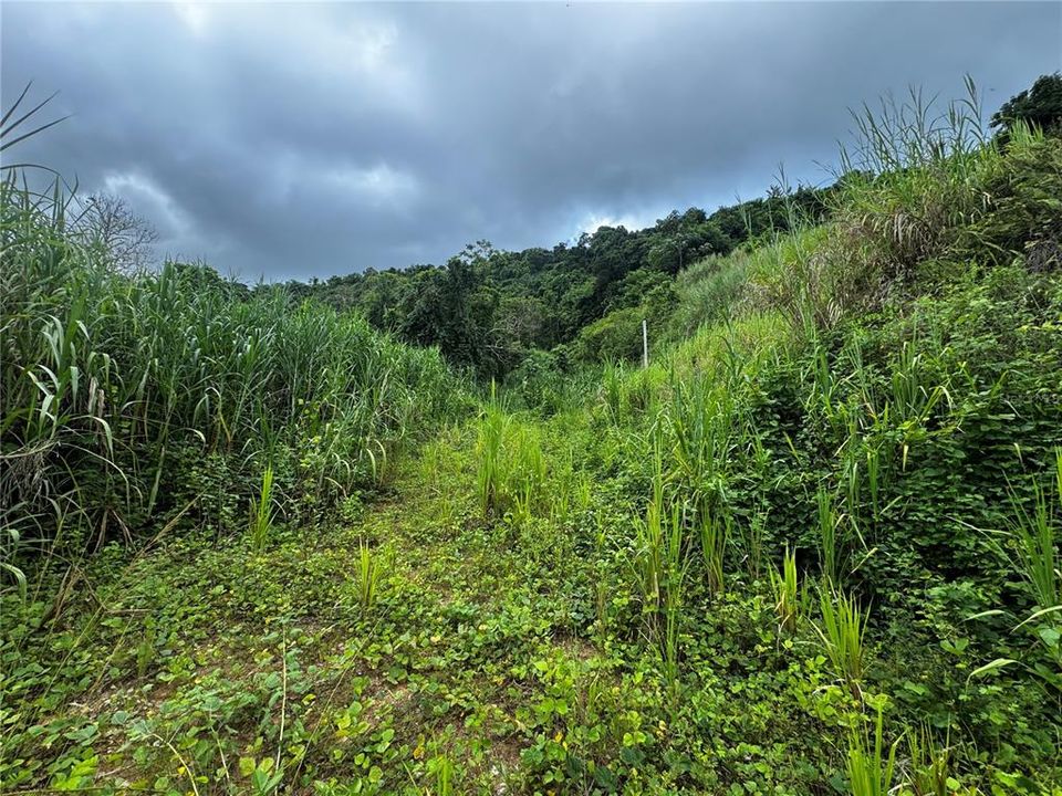 待售: $79,900 (3.00 acres)