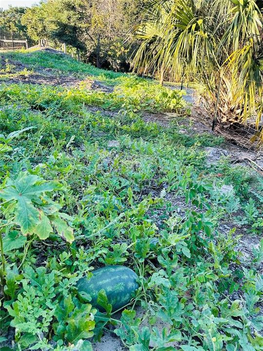 For Sale: $989,000 (4 beds, 3 baths, 2333 Square Feet)