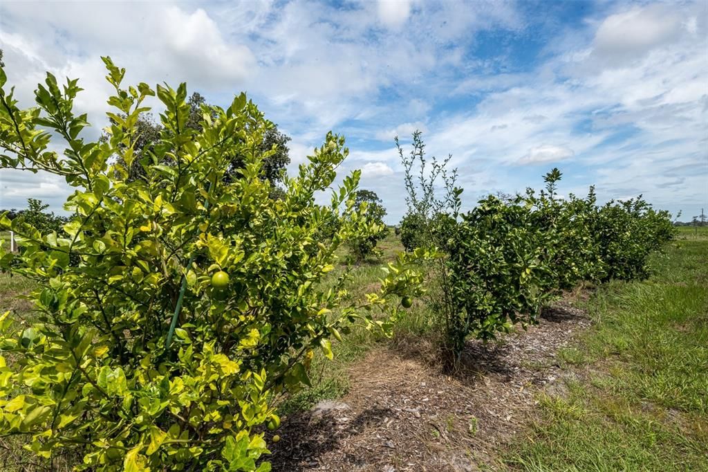 待售: $1,200,000 (15.00 acres)