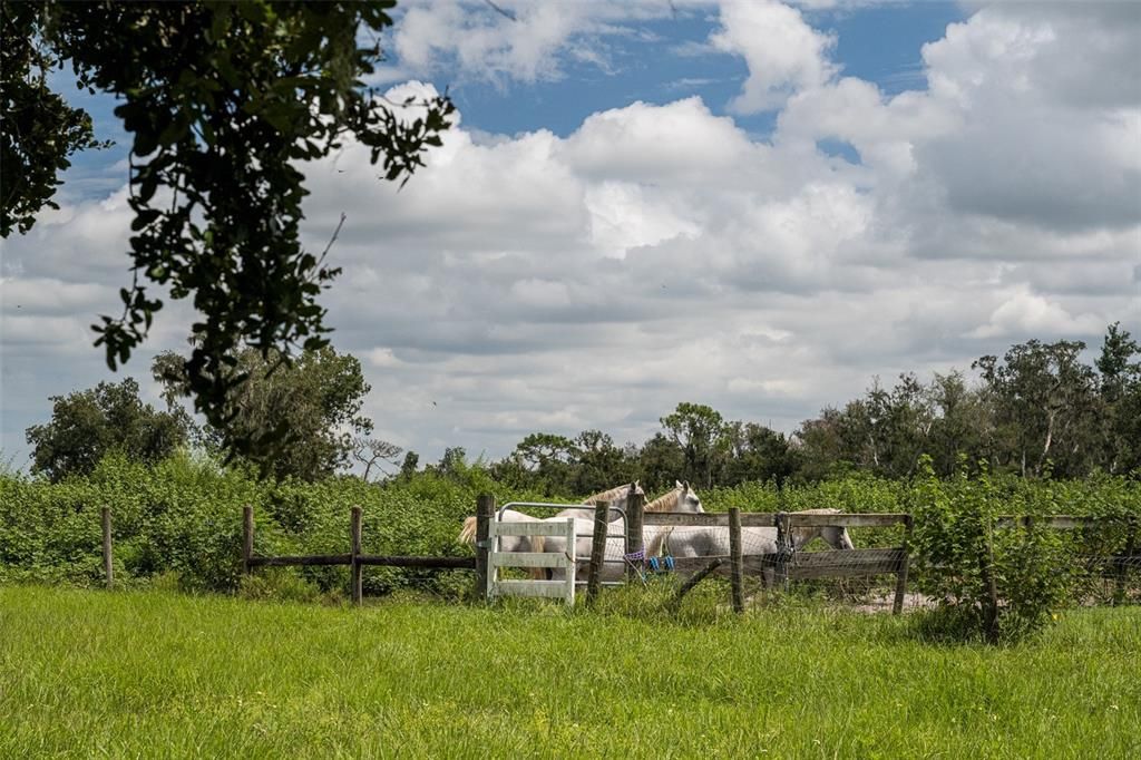 待售: $1,200,000 (15.00 acres)