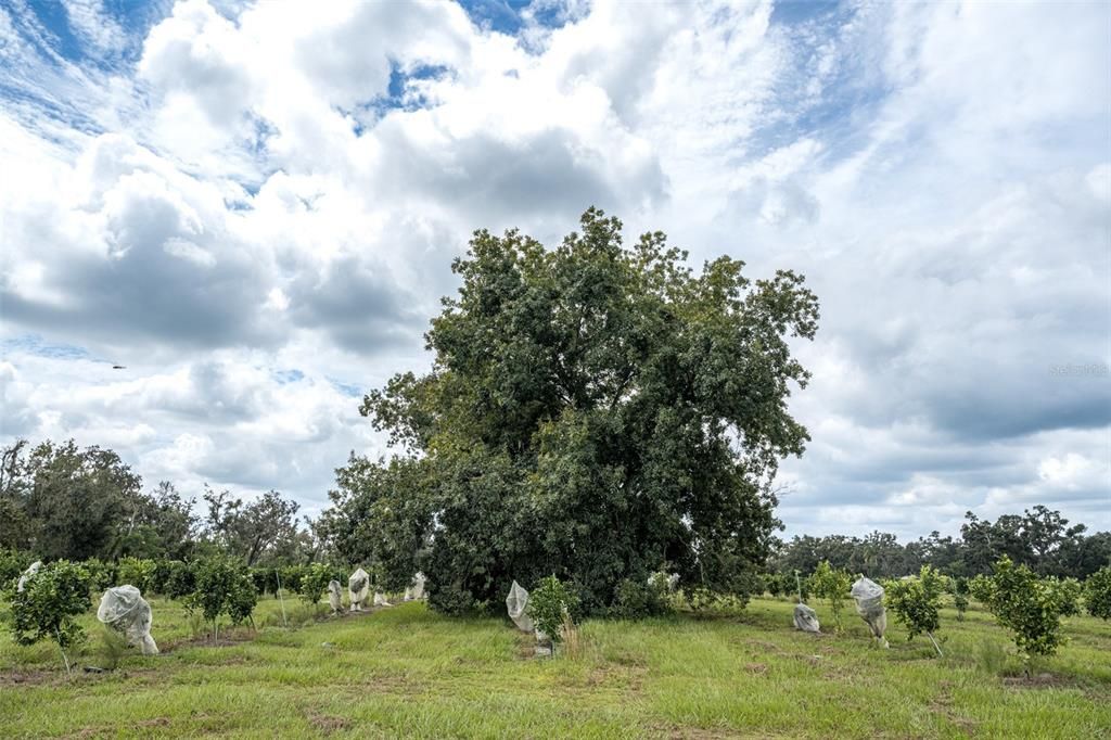 待售: $1,200,000 (15.00 acres)