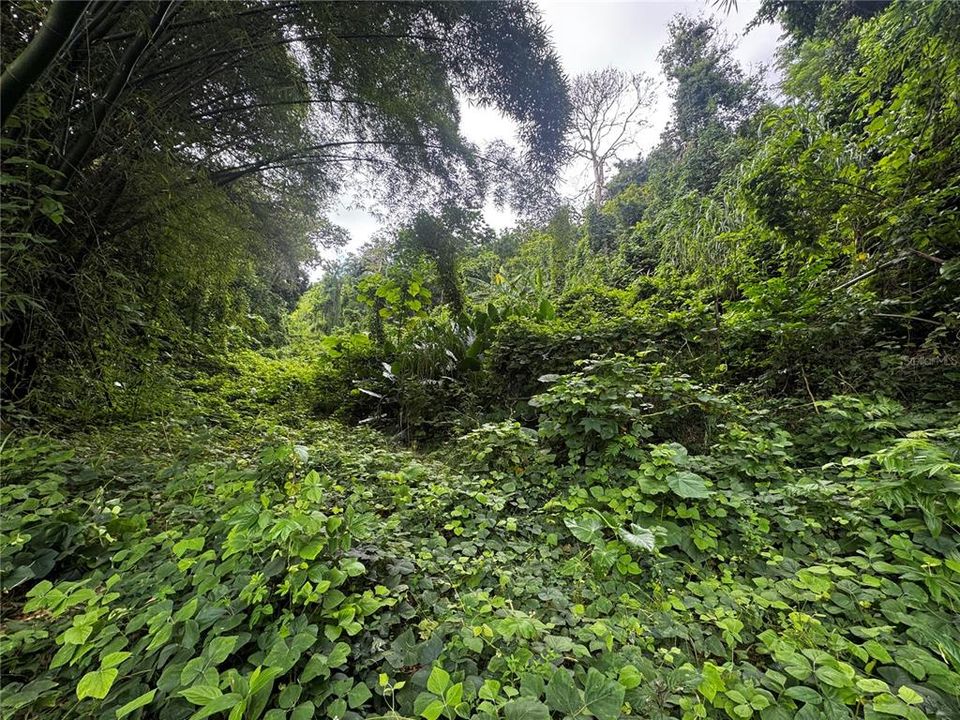 En Venta: $79,900 (3.00 acres)