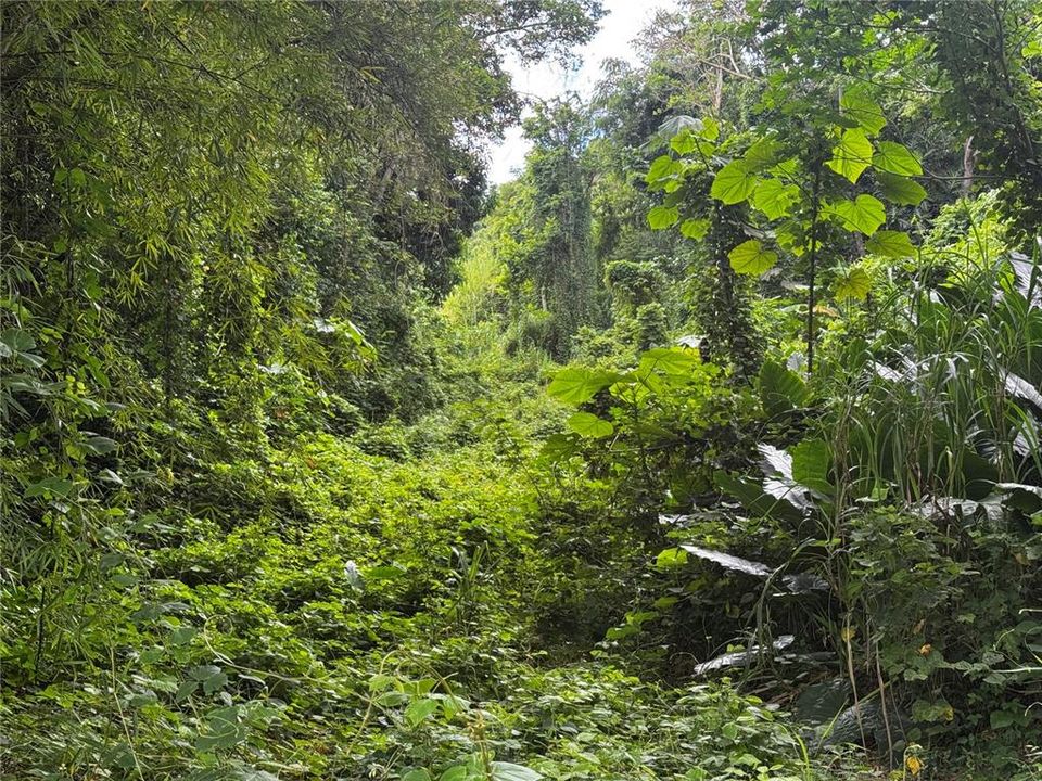 En Venta: $79,900 (3.00 acres)