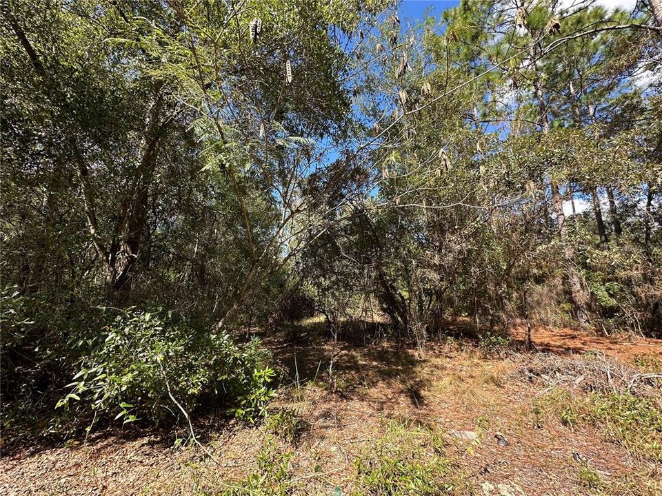 For Sale: $12,500 (0.31 acres)