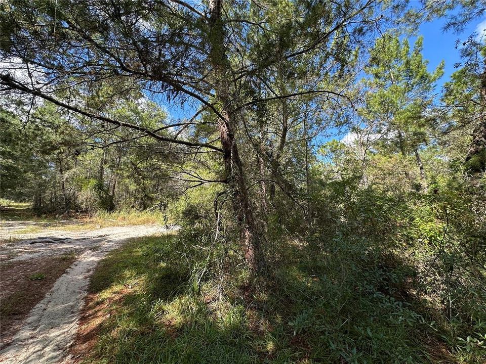 For Sale: $12,500 (0.31 acres)