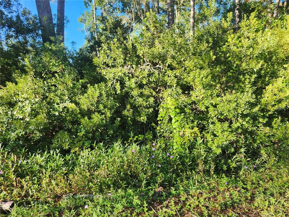 На продажу: $35,000 (0.23 acres)