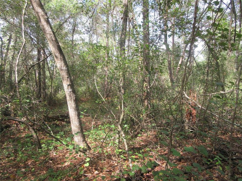 For Sale: $14,900 (0.29 acres)