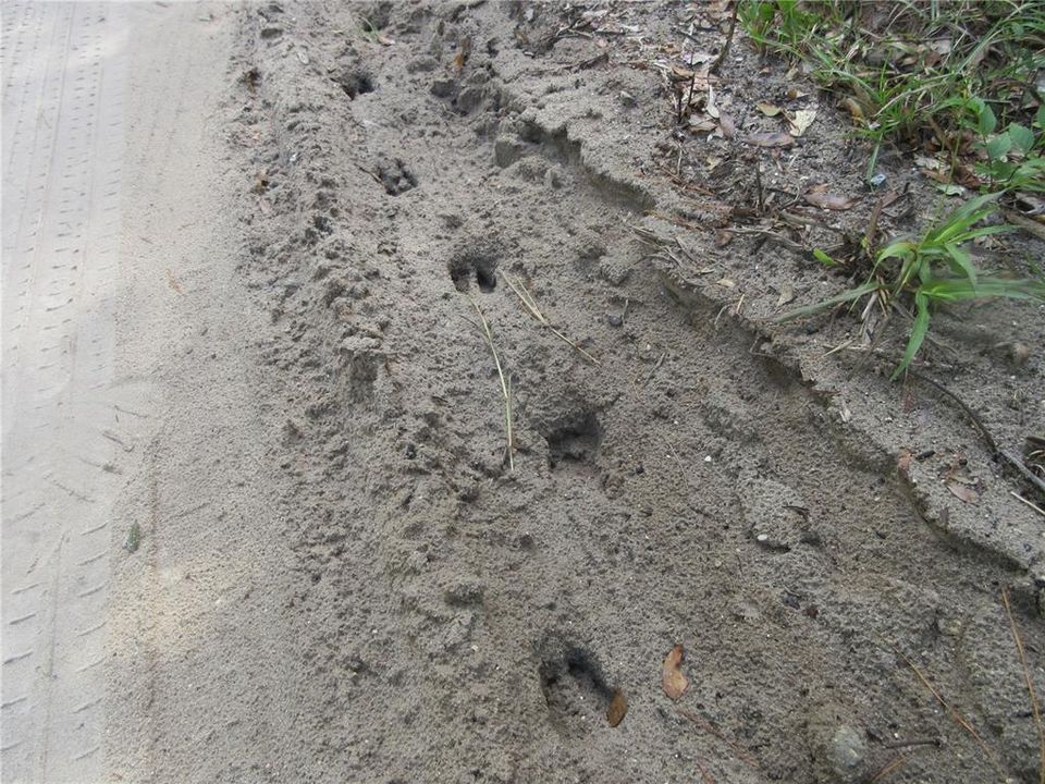 For Sale: $14,900 (0.29 acres)