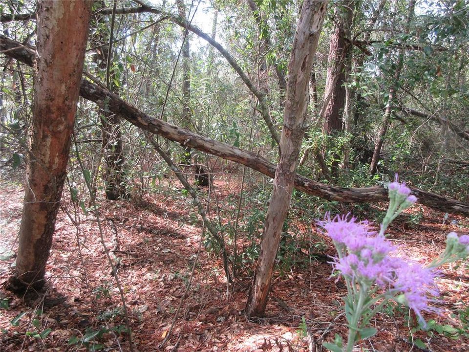 待售: $14,900 (0.29 acres)