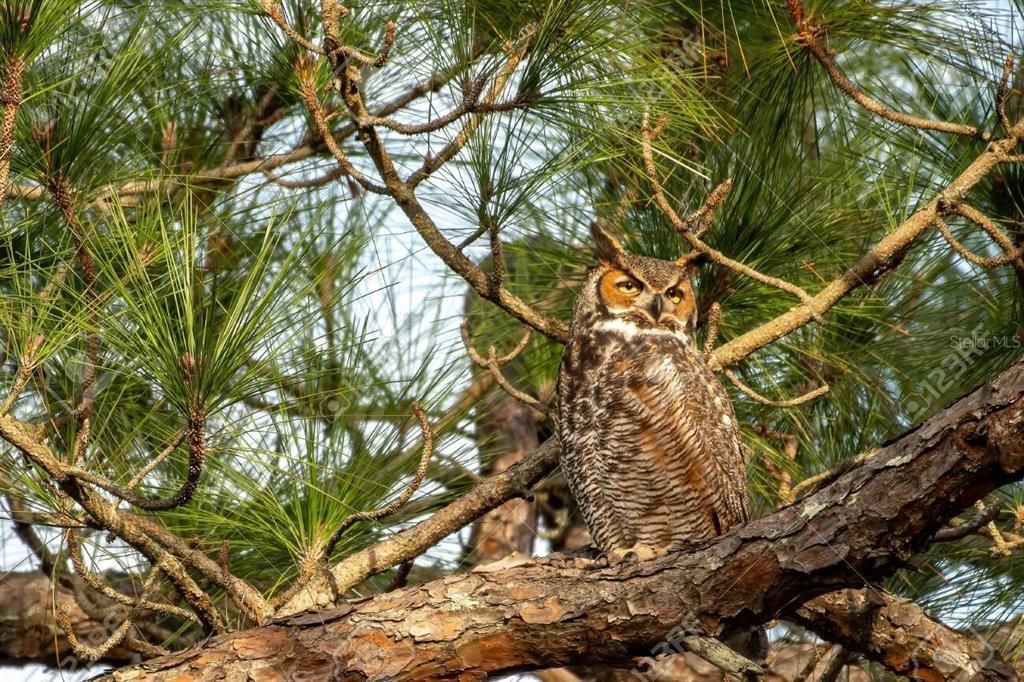 For Sale: $8,000 (0.23 acres)