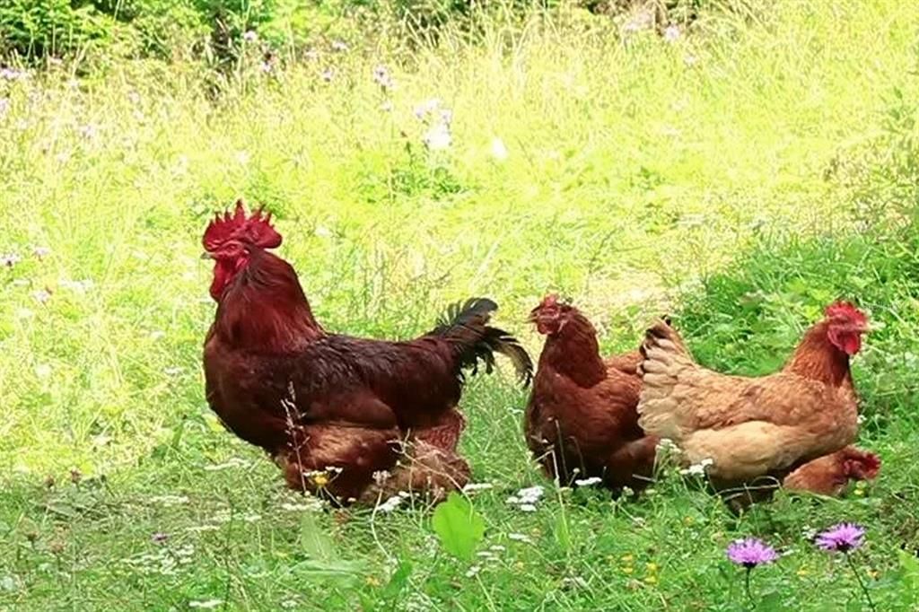 For Sale: $10,000 (0.23 acres)