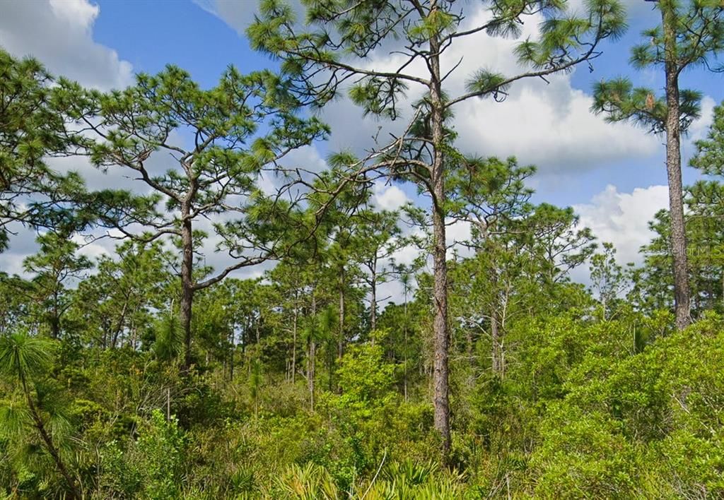 For Sale: $29,900 (1.00 acres)