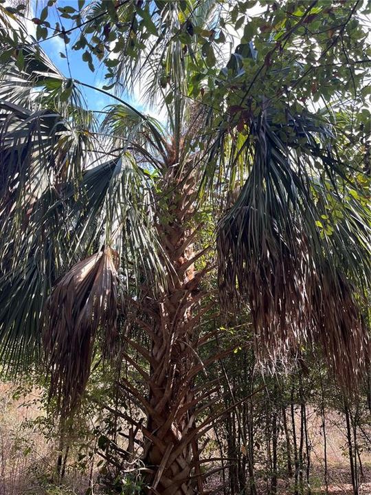 На продажу: $75,000 (2.08 acres)