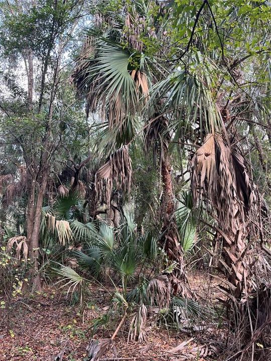 На продажу: $75,000 (2.08 acres)