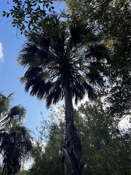 На продажу: $75,000 (2.08 acres)