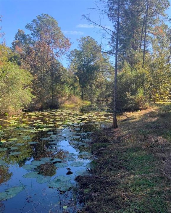 待售: $40,000 (1.32 acres)