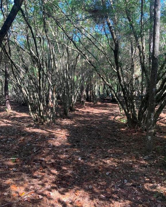 待售: $40,000 (1.32 acres)