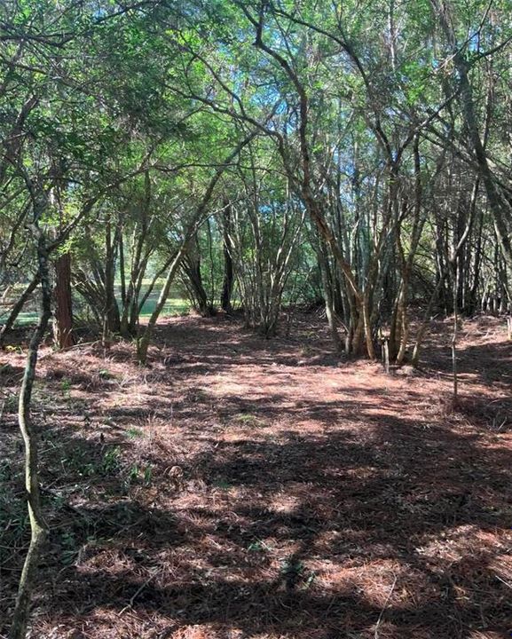 待售: $40,000 (1.32 acres)