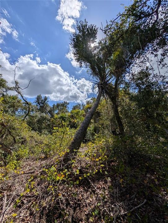 待售: $12,000 (0.23 acres)