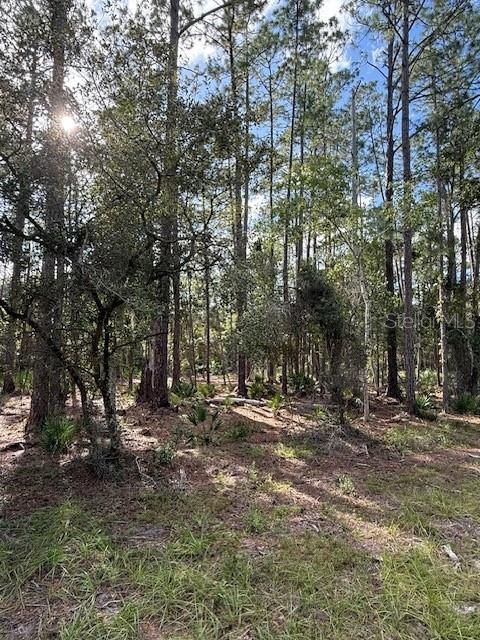 待售: $23,900 (1.01 acres)