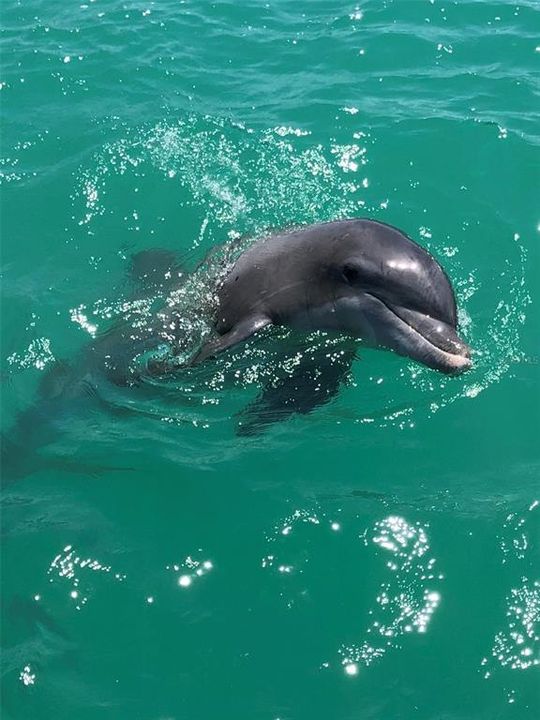 待售: $1,159,000 (3 贝兹, 2 浴室, 1534 平方英尺)