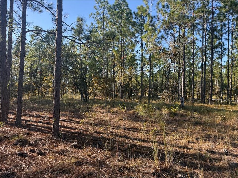 待售: $135,000 (5.00 acres)