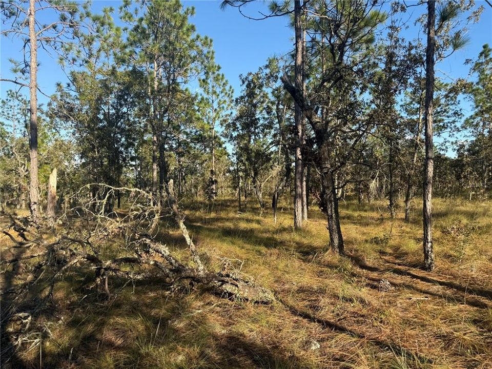 待售: $135,000 (5.00 acres)