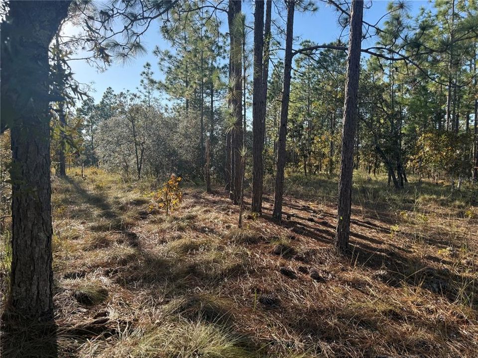 待售: $135,000 (5.00 acres)