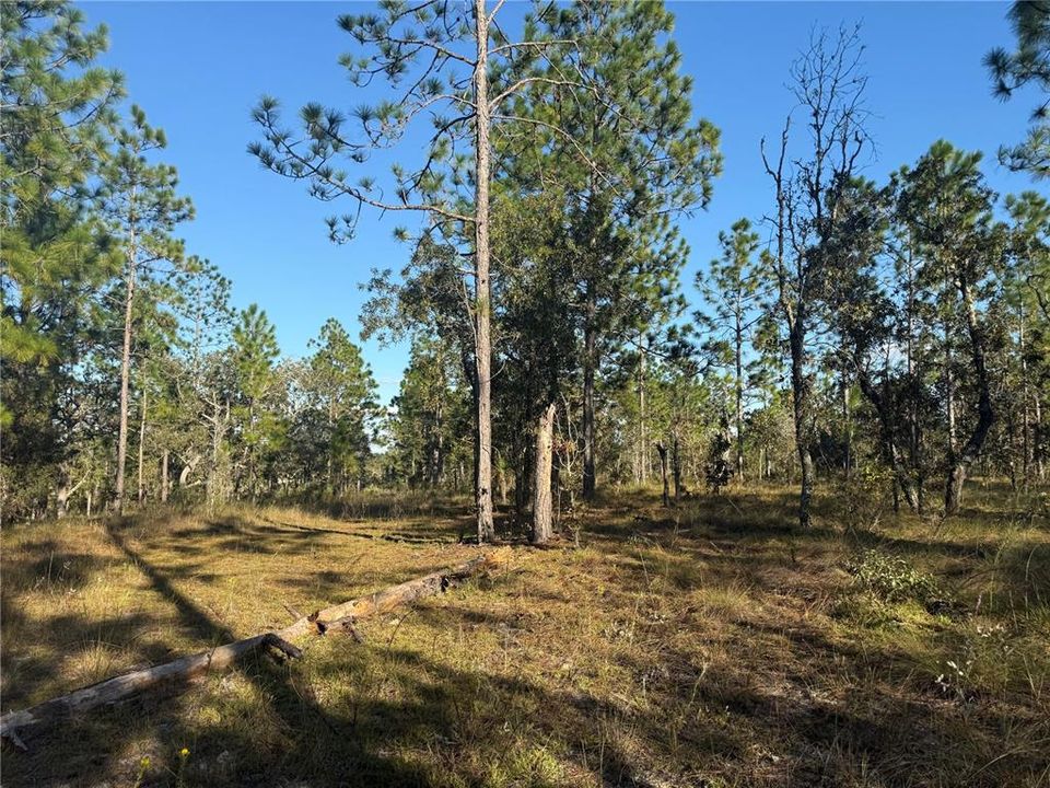 待售: $135,000 (5.00 acres)