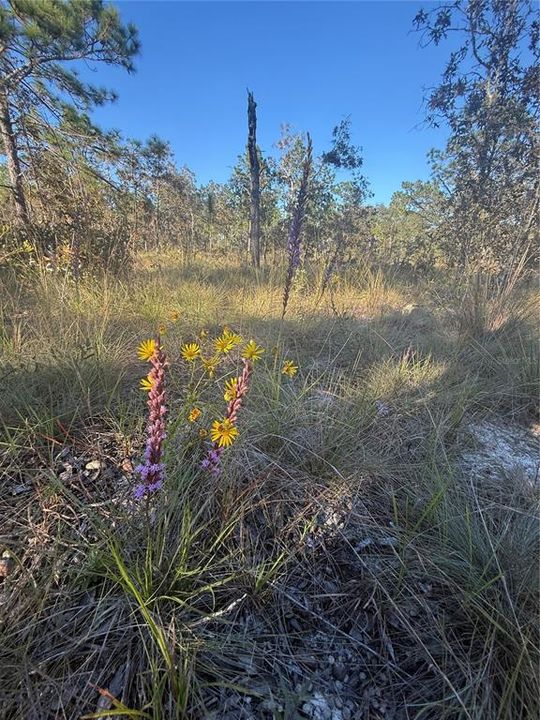 待售: $135,000 (5.00 acres)