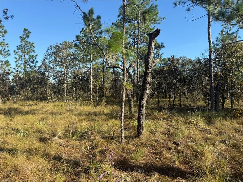 待售: $135,000 (5.00 acres)