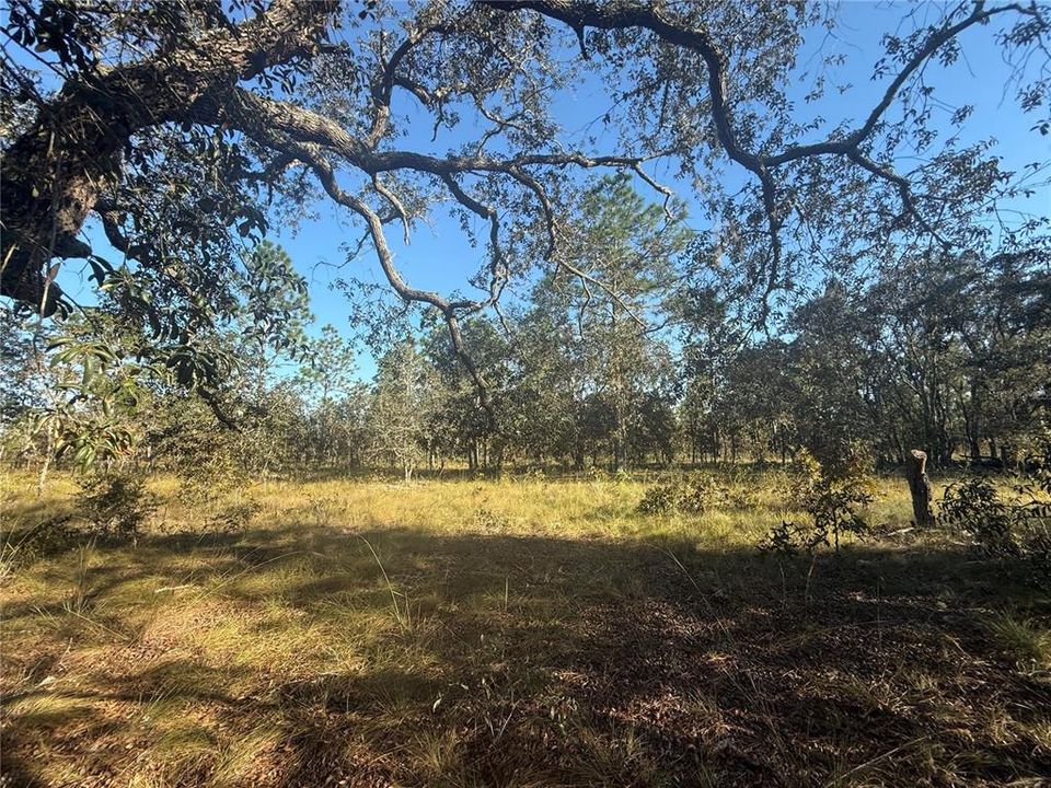 待售: $135,000 (5.00 acres)