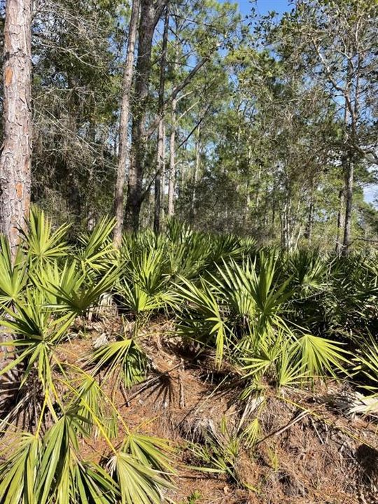 En Venta: $70,000 (0.53 acres)